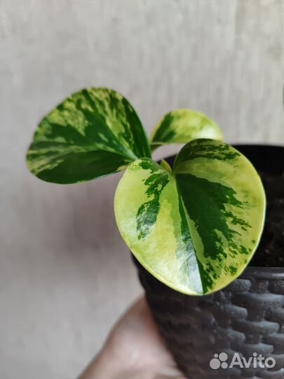 Пеперомия туполистная вариегатная