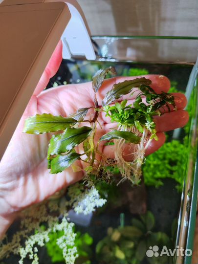 Аквариумное растение Хедиотис