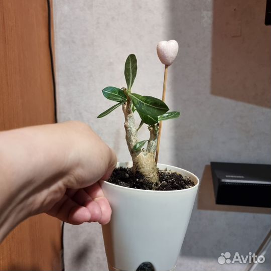 Адениум тучный