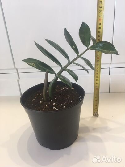 Замиокулькас