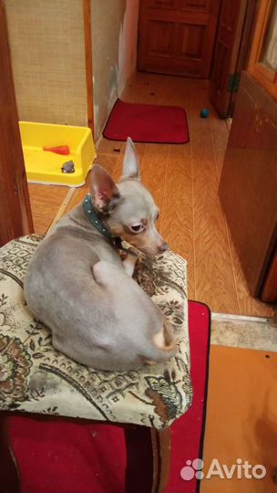 Вязка лилового той терьера