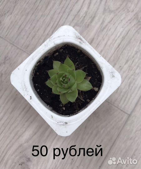 Каменная роза