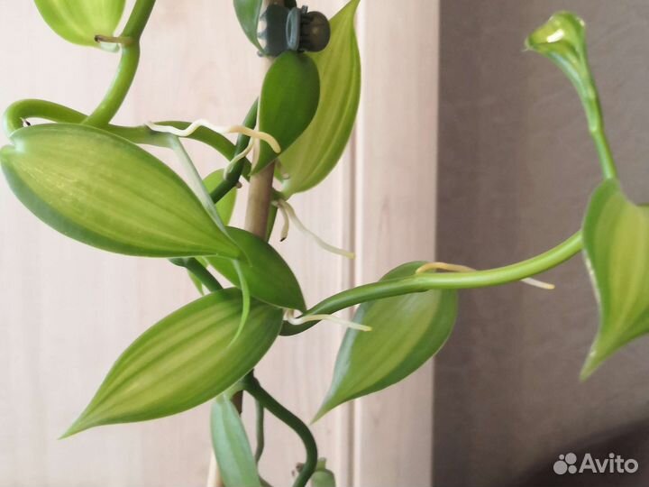 Орхидея вариегатная ваниль
