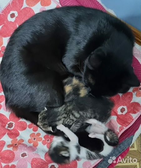 Котята для счастья