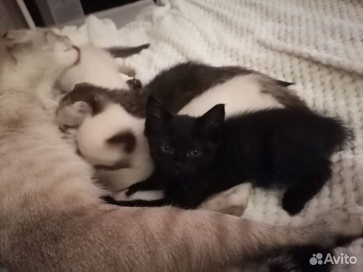 Отдам котят