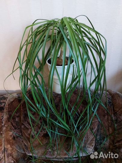 Растения, Нолина-бутылочное дерево, Драцена