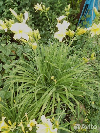 Лилейники сортовые