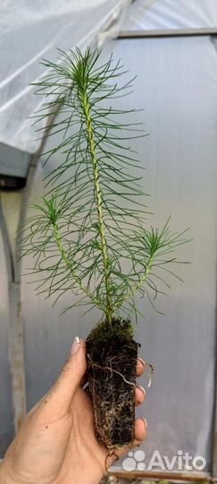 Саженцы ели зкс в розницу