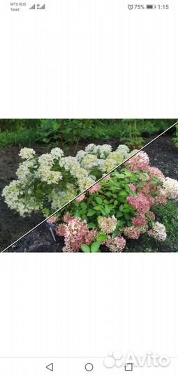 Гортензии разные 3,4,5,6л