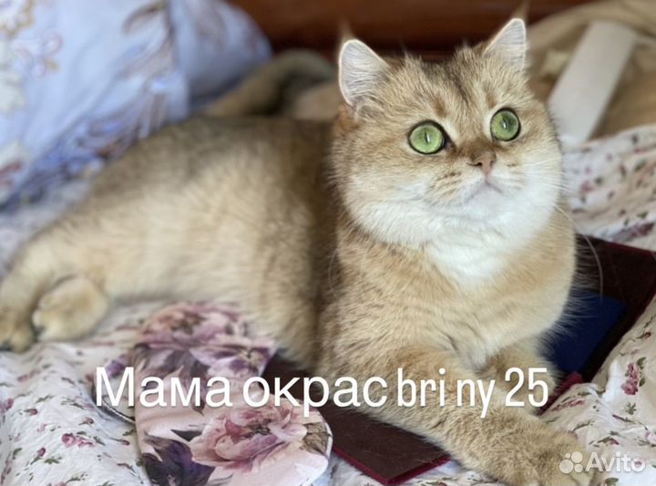 Золотая Британская шиншилла
