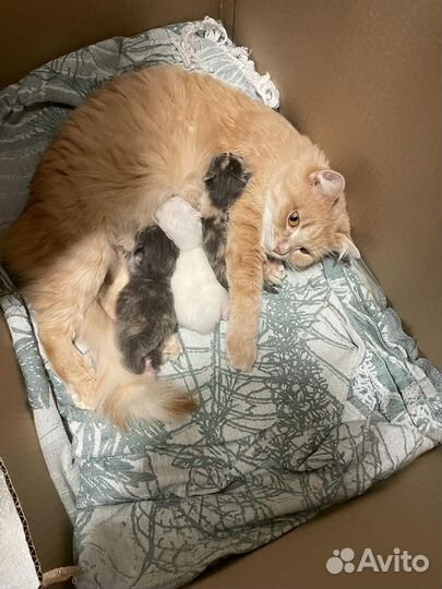 Сибирская кошка