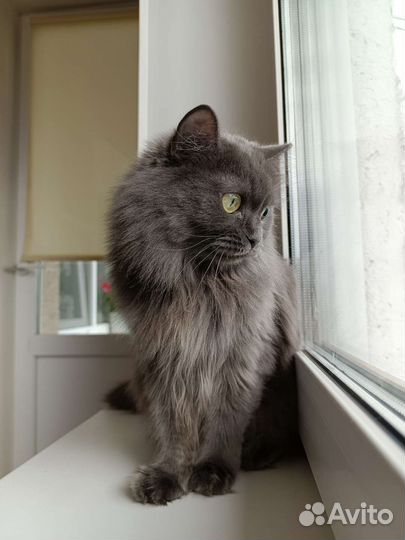 Кошка в дар