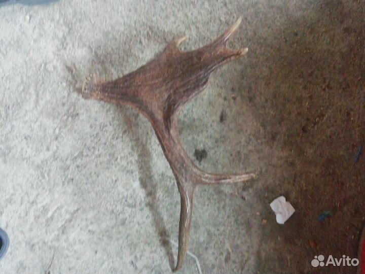 Рога лося