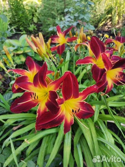 Лилейник Руби спайдер крупный бархатный красавец