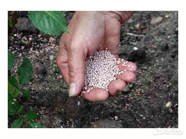 Удобрения для клубники