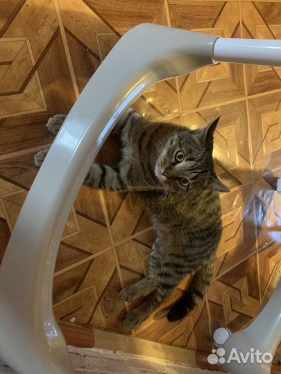 Отдам кота в добрые руки