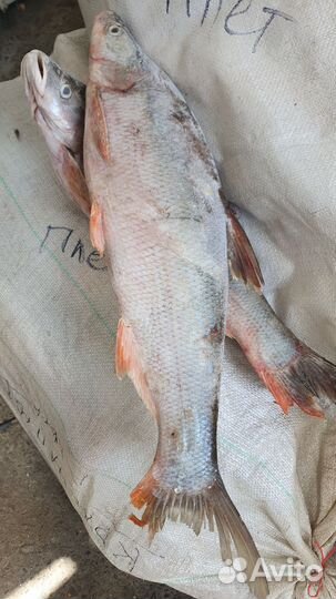 Красноперка