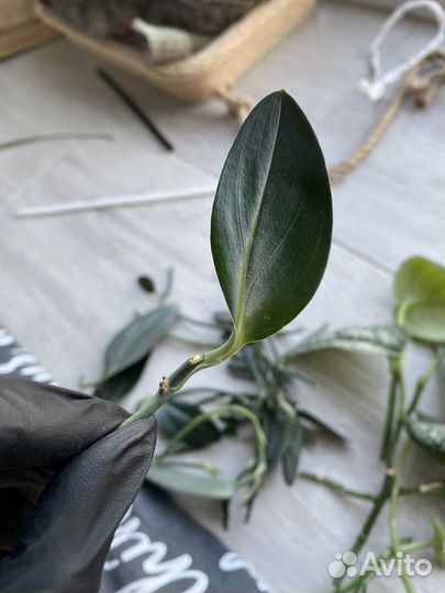 Сциндапсус черенки