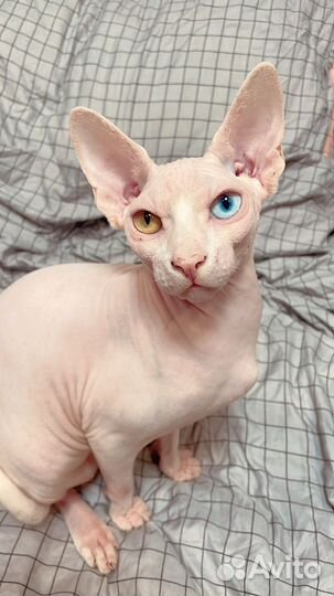 Канадский сфинкс