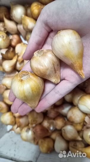 Луковицы голландских тюльпанов