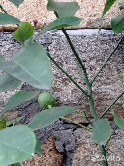 Лаймовое дерево