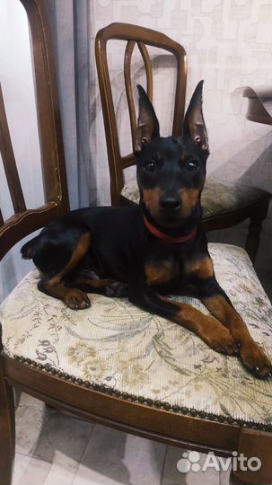 Цвергпинчеры щенки