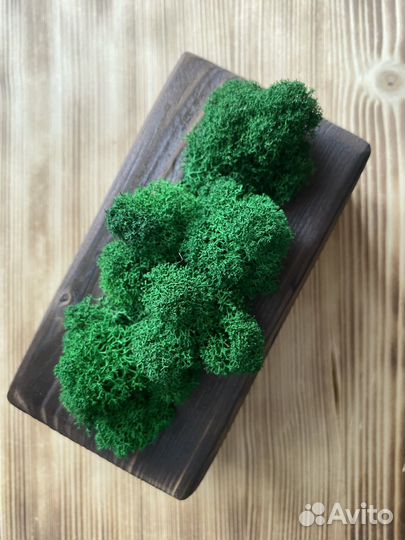 Кашпо со стабилизированным мхом декор для дома