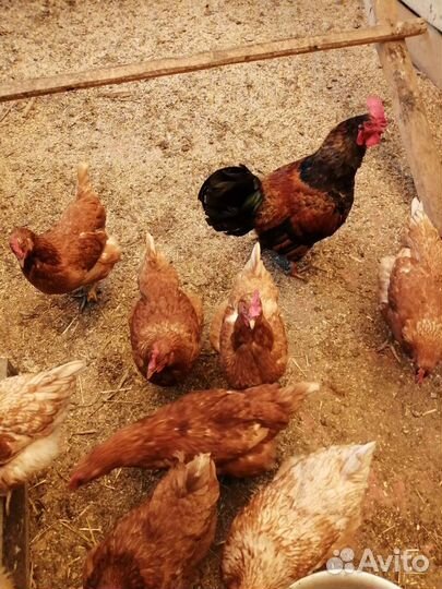 Молодые петухи, домашние куриные яйца