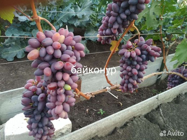 Саженцы виноград