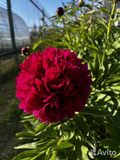 Красный пион Рубра Плена. Rubra Plena
