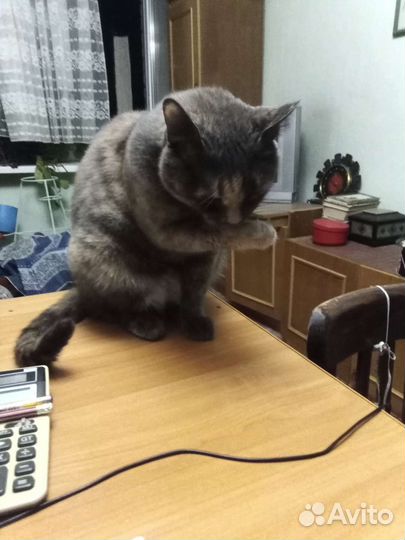 Кошка