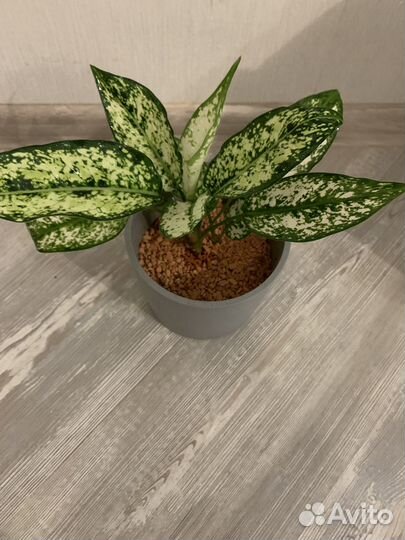 Аглаонема Даймонд Фест