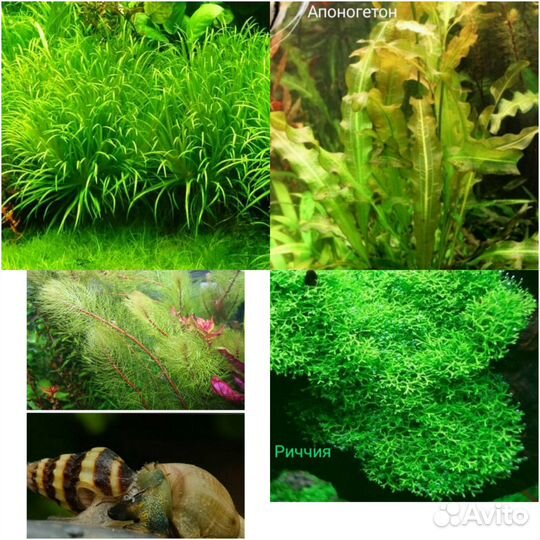 Гуппи Канада, моллинезии, живой корм, растения