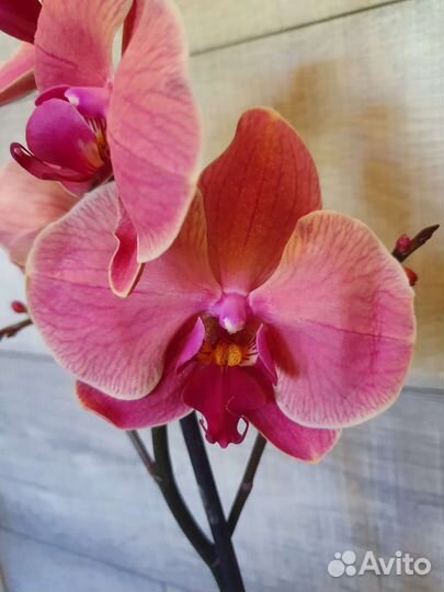 Сортовая орхидея Narbonna