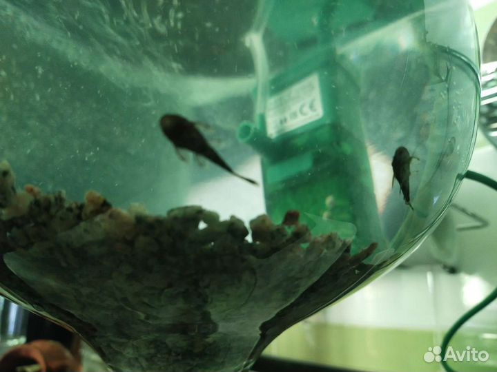 Анциструсы