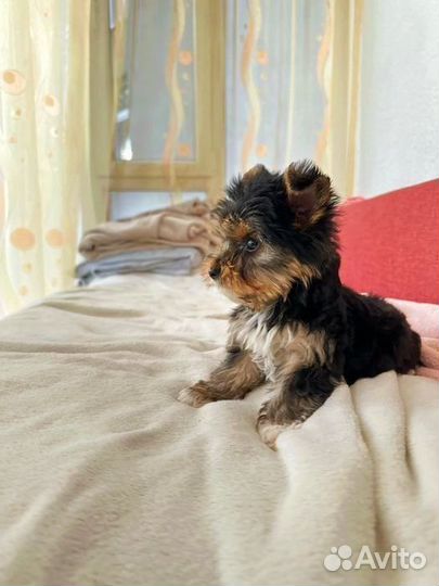 Щенки йоркширский терьер мини