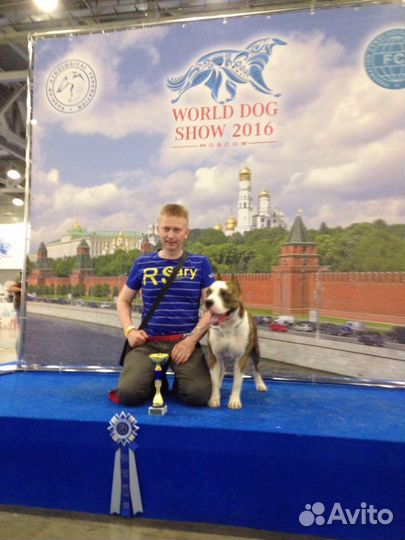 Американский Стаффордширский терьер кобель