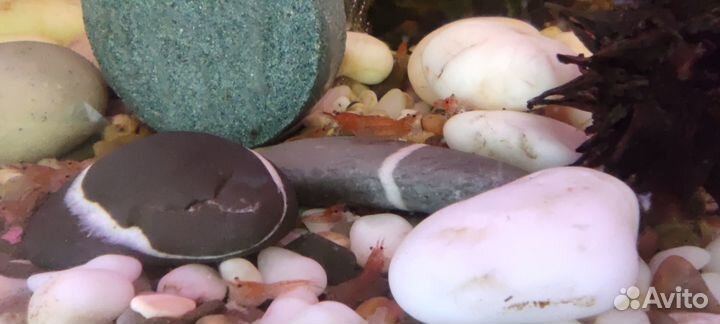 Продам креветок