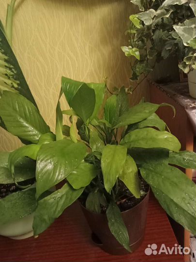 Диффинбахия