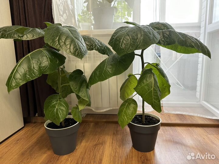 Рассада томарилло