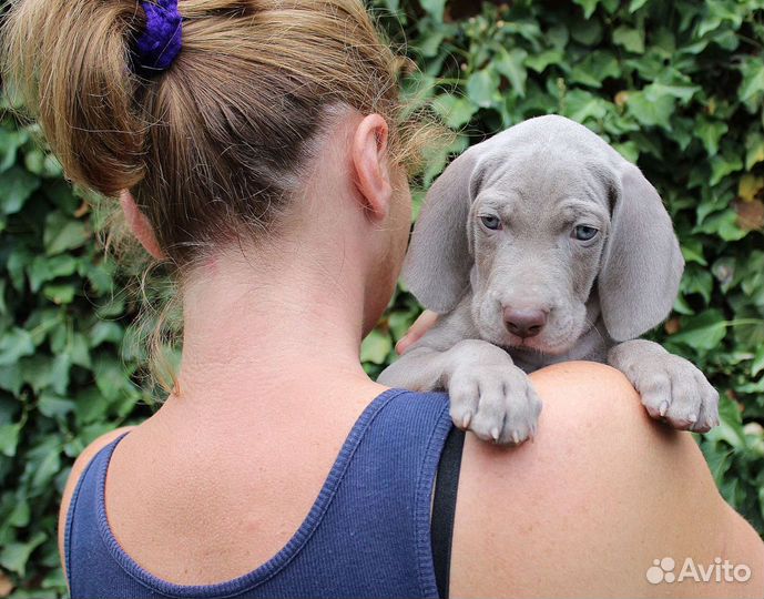 Щенки веймаранера