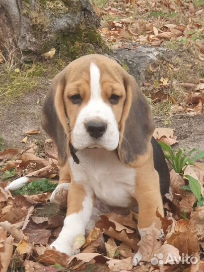 Щенки бигль