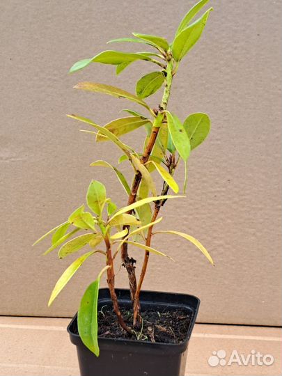 Рододендрон кэтевбинский Грандифлора