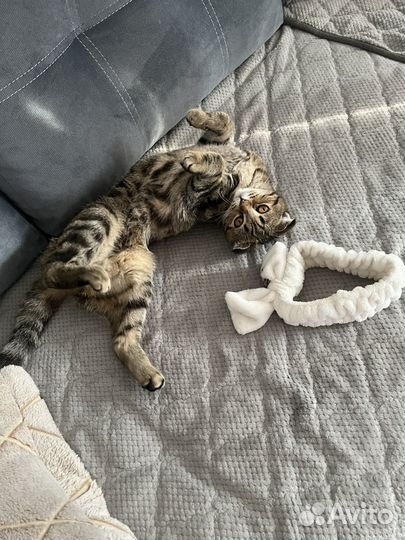 Шотландская кошка вязка