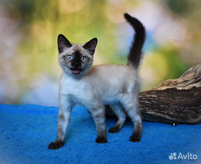 Снежная бенгальская