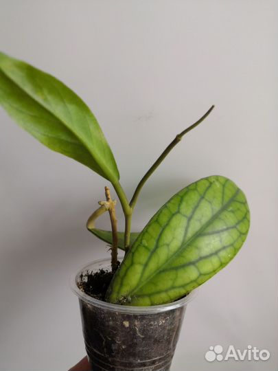 Хойи, сеткреазия