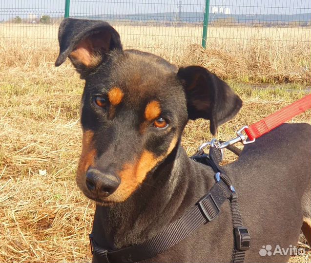 Собака в добрые руки