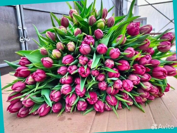 Тюльпаны к 8 марта оптом
