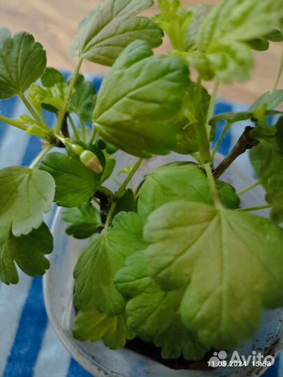 Хоста голубая