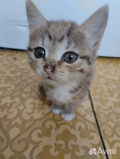 Котенок девочка